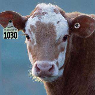 category-use-cattle_large.jpg